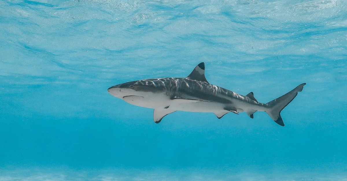 Seria ataków rekinów. 12-latek w stanie krytycznym trafił do szpitala