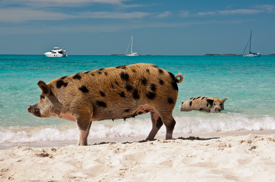 Pig Beach