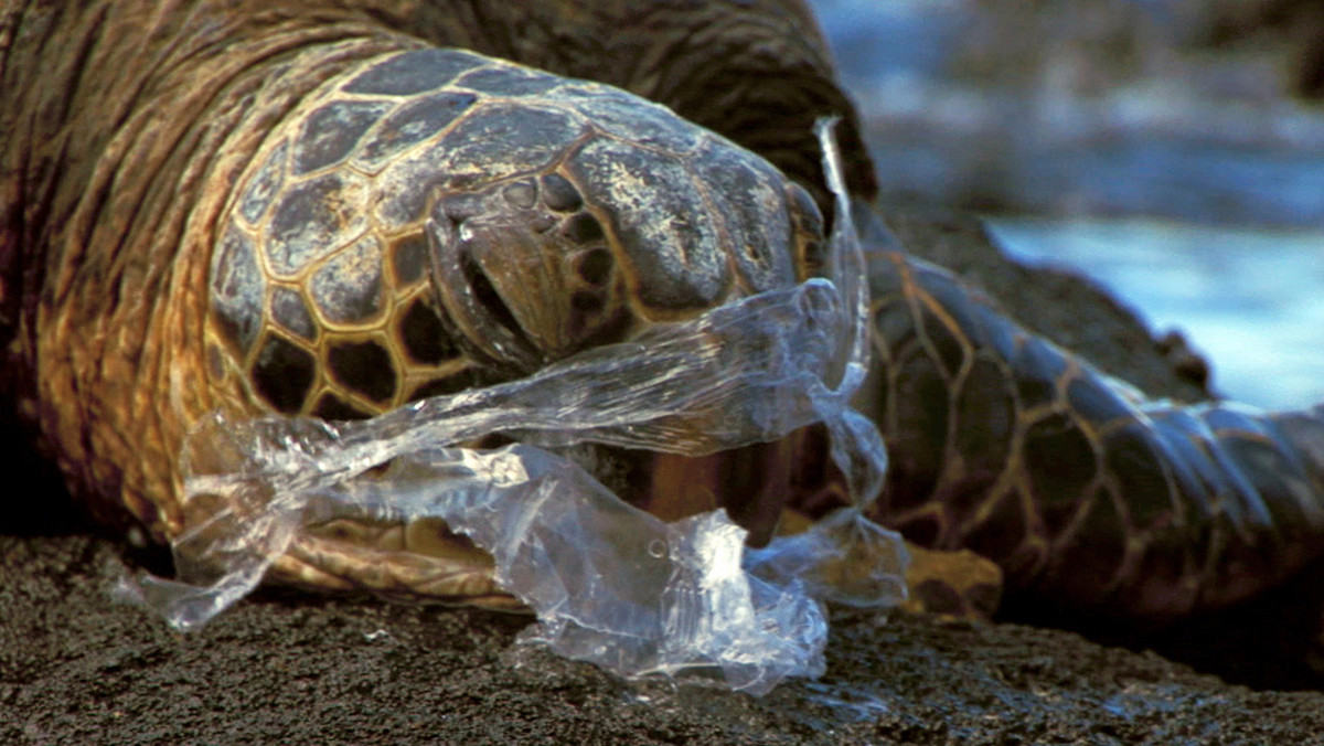 Martwy żółwik, żołądek pełen plastiku. Zdjęcie obiegło internet