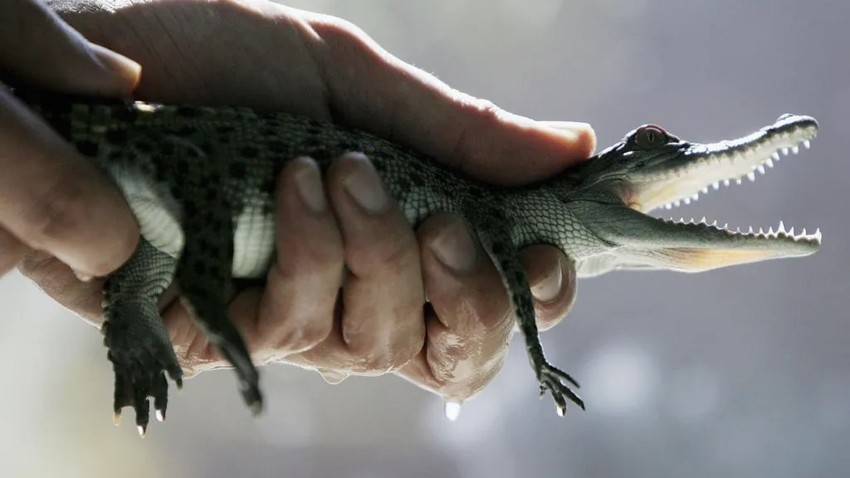 Tromesečni krokodil | Foto: Getty Images