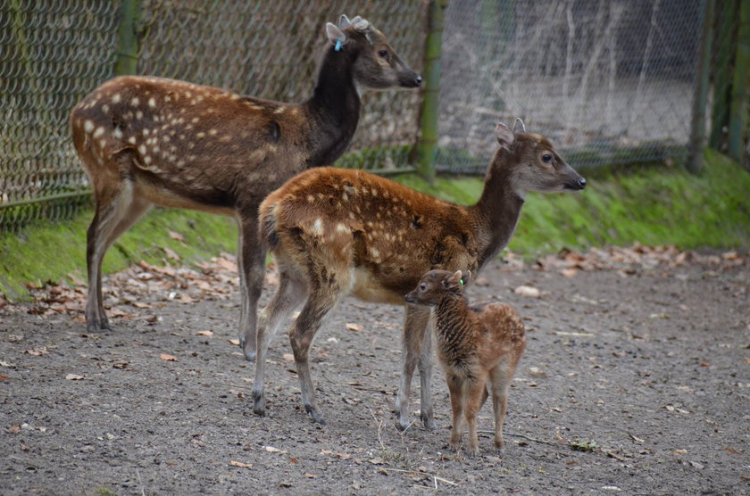 W poznańskim Nowym Zoo urodził się jeleń Alfreda