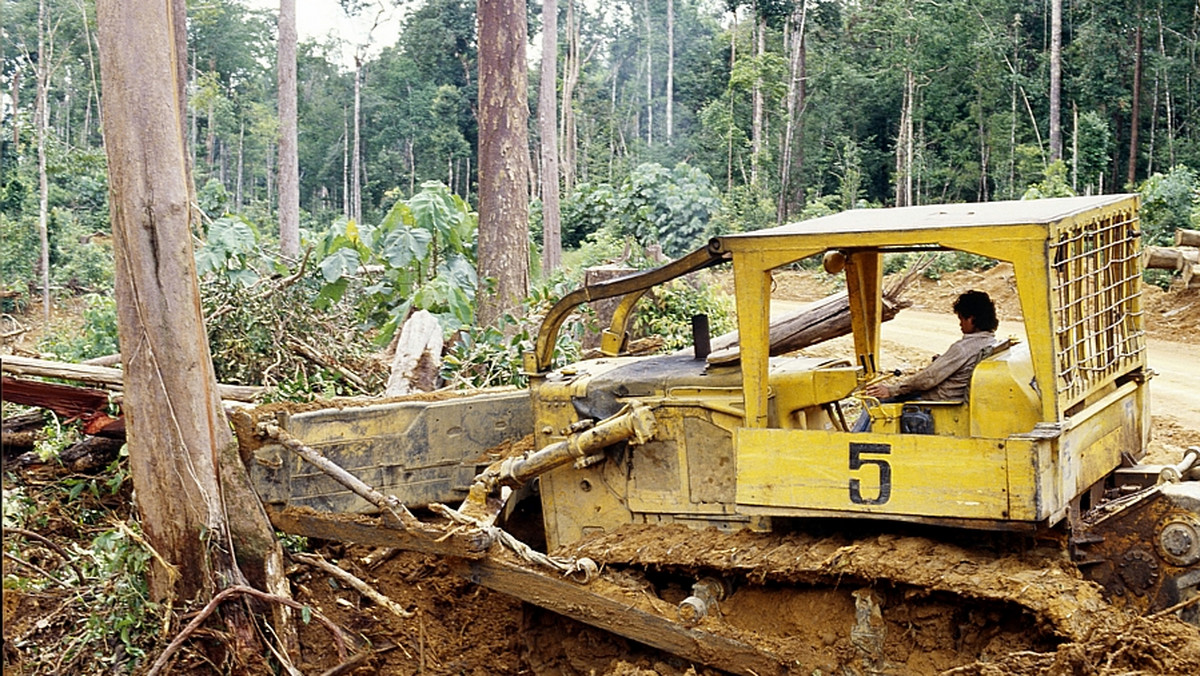 Znika tropikalna dżungla na Borneo. Wyrąb drzew, z których powstaną luksusowe meble, prowadzi do ruiny całych wsi, ludzkich nieszczęść i nieodwracalnej zagłady wielu gatunków.