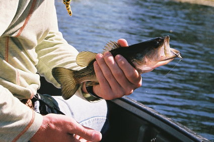 Phishing - jak nie dać się złowić hakerom?