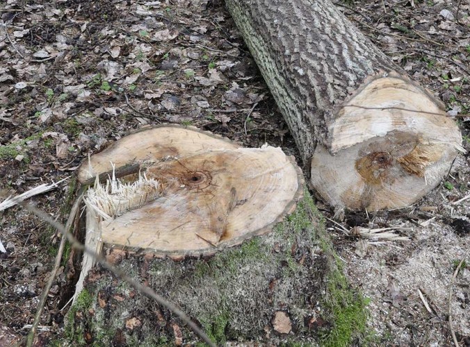 W niechronionej części Puszczy Białowieskiej wycina się rocznie ponad 100 tys. drzew © www.tydecydujesz.org