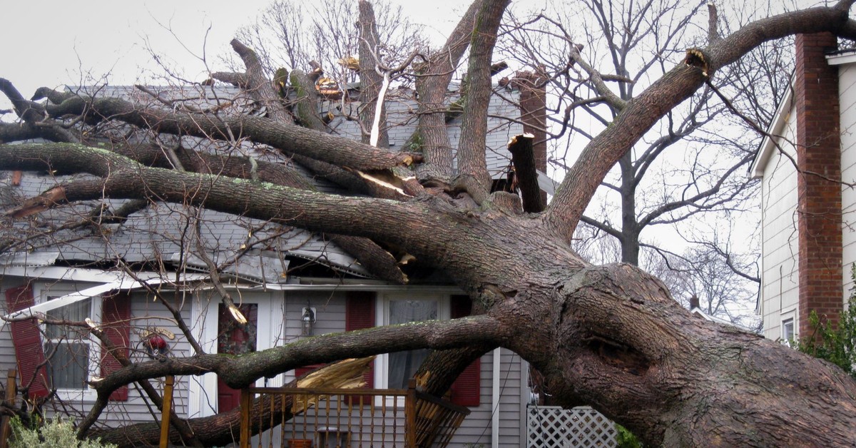 Czy można wyciąć suche drzewo bez zezwolenia 2025? Czy trzeba zgłaszać wycinkę suchego drzewa na własnej działce?