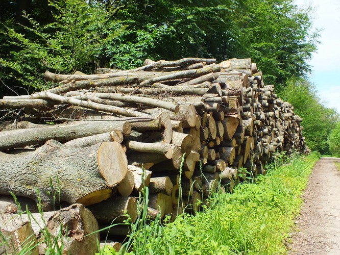 Najgorsze pomysły na ograniczenie emisji CO2 - biomasa