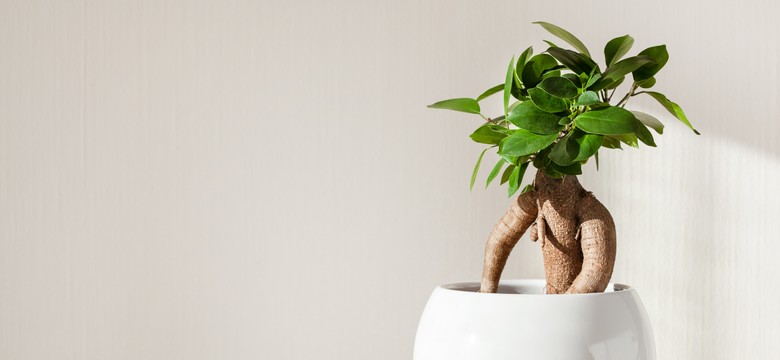 Drzewko Bonsai za dużo kosztuje? Oto tańsze, ale równie piękne alternatywy