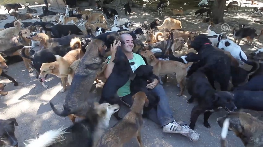 Psi lutalice u niškom azilu