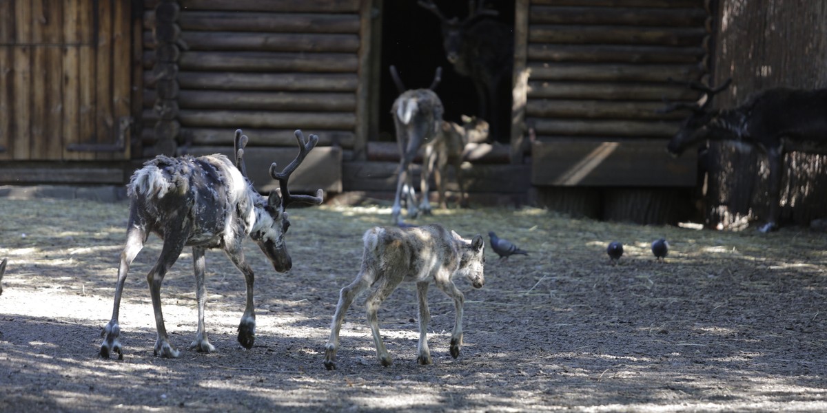 Zoo Wrocław