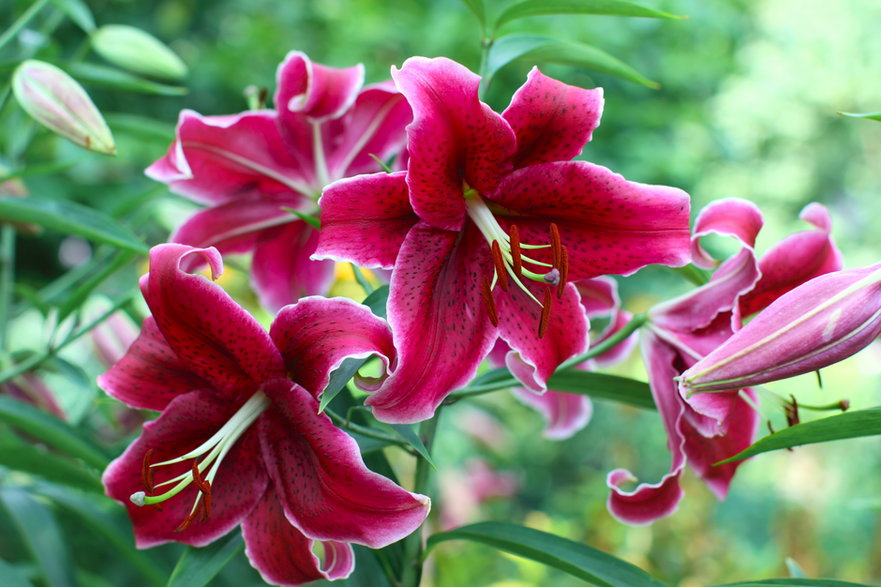 Kwiecień i maj to idealny czas na sadzenie lilii - Tatiana Belova/stock.adobe.com