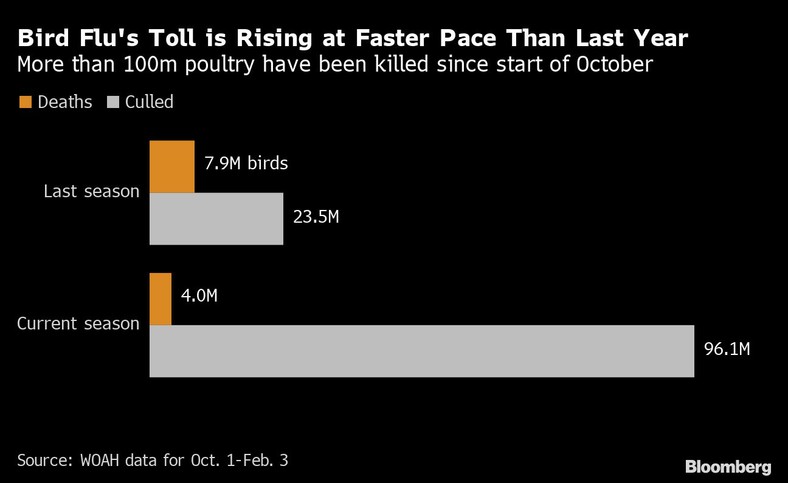Liczba ofiar ptasiej grypy rośnie szybciej niż w zeszłym roku. Od początku października zginęło ponad 100 mln sztuk drobiu