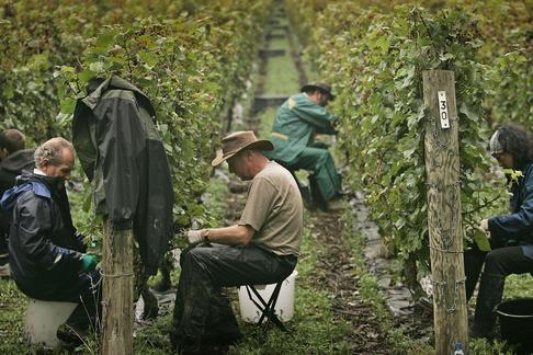 Grape Harvest begins At UK'S Award Winning Vineyard