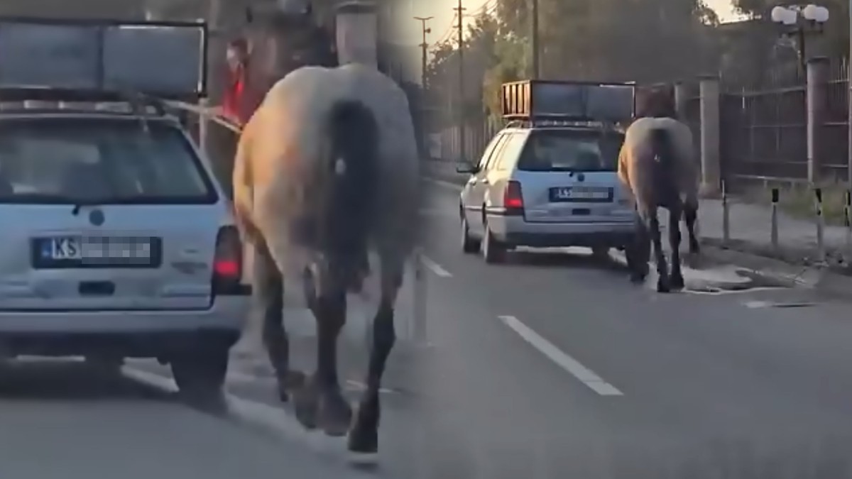 Maltretiranje konja u Kruševcu 