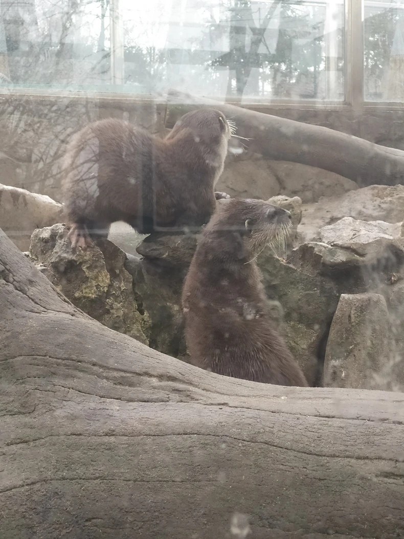 Vidre u Beo zoo vrtu