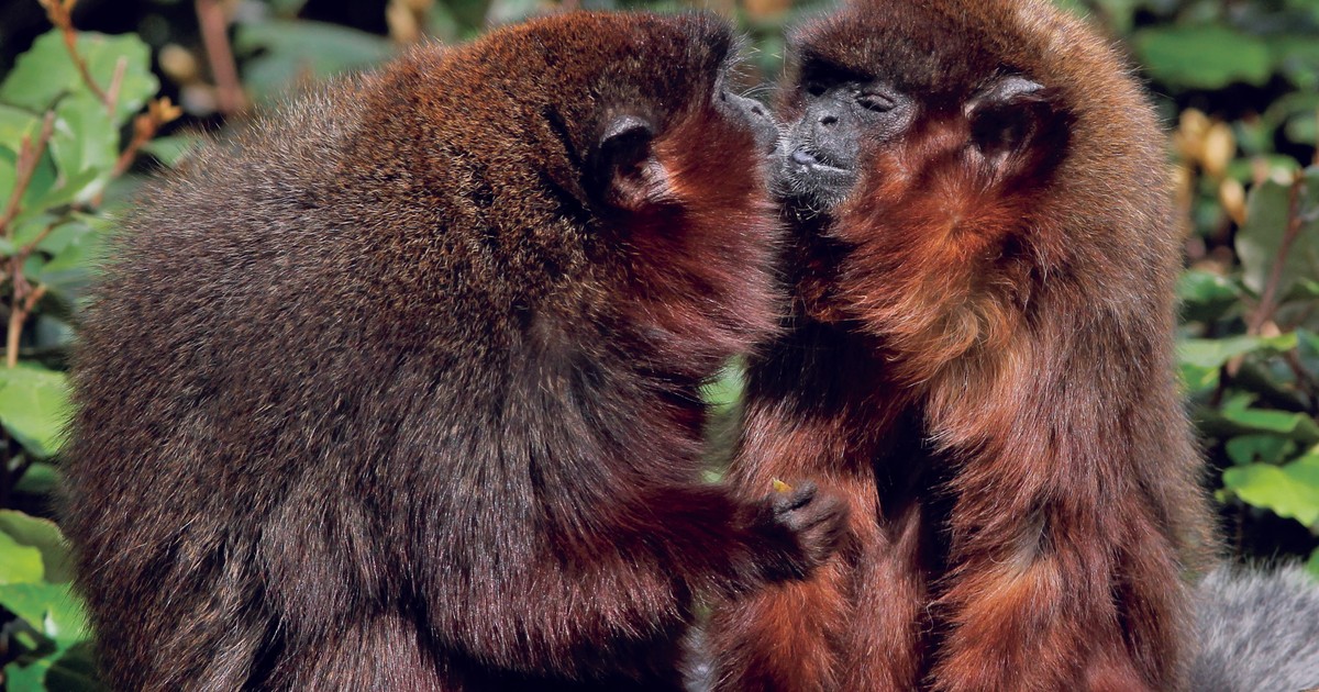 Empowered Females Key to Stable Primate Families (C1)