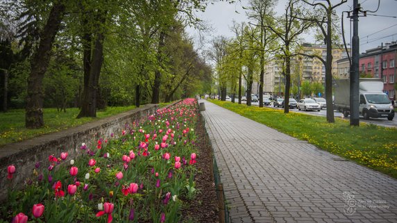 Warszawa: w ciągu dwóch lat posadzono blisko milion tulipanów. Teraz kwitną