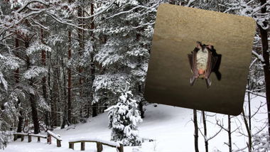 niezwykłe odkrycie w kampinosie. "teraz mamy pewność"