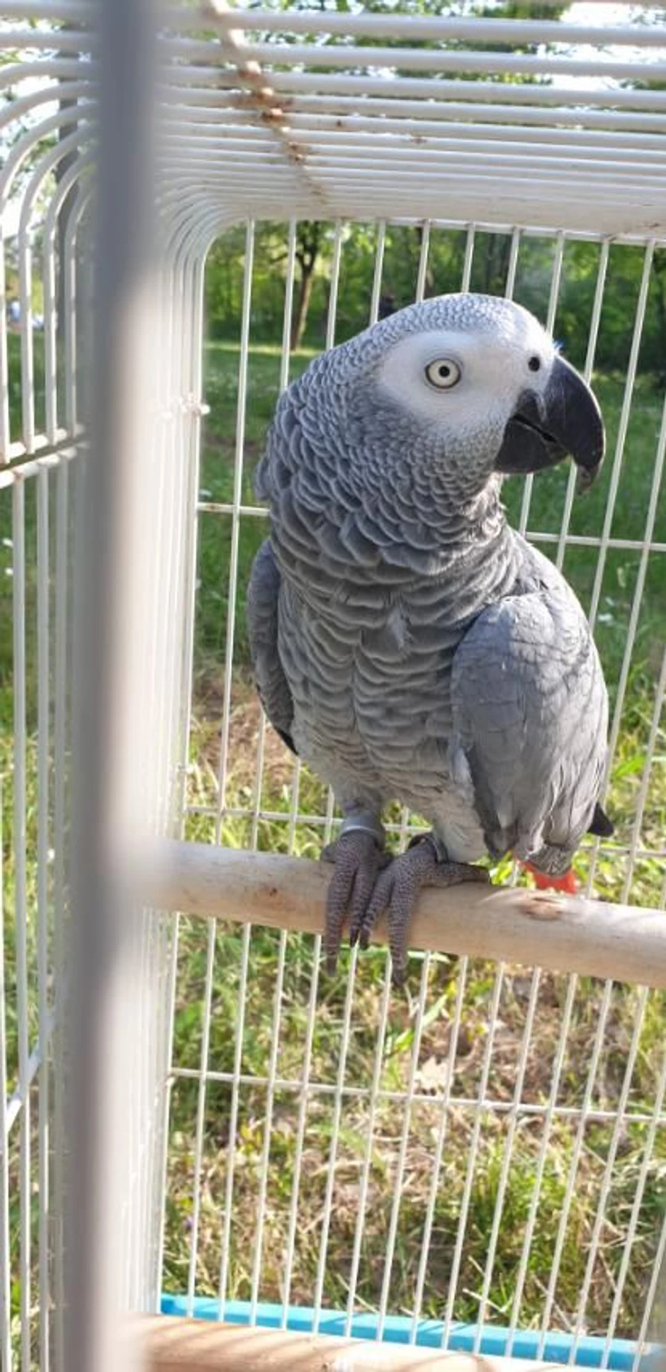 Nalazaču sledi vredna nagrada