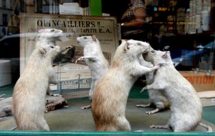 Szczury mają wyobraźnię? Nawet to nie jest tylko ludzką domeną