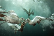 Underwater Photographer Of The Year konurs podwodne zdjęcia 