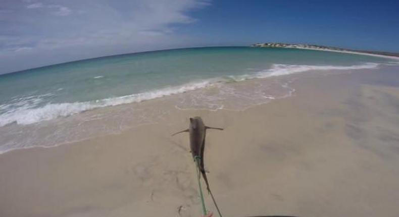 Shark gets revenge on fisherman by slapping him on the face