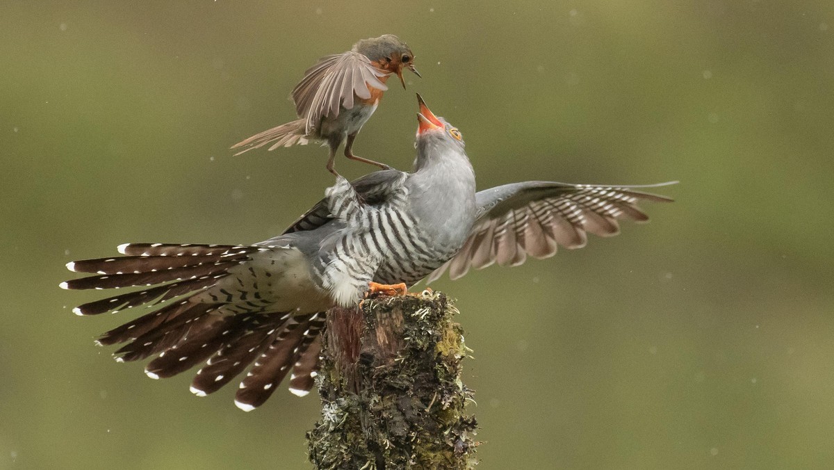 ROBIN VS CUCKOO / ROBIN VS CUCKOO /1612162