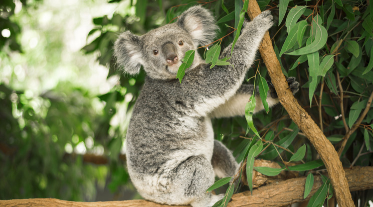 A koala annyira szomjas volt, hogy végül egy tűzoltó segített rajta /Illusztráció: Northfoto