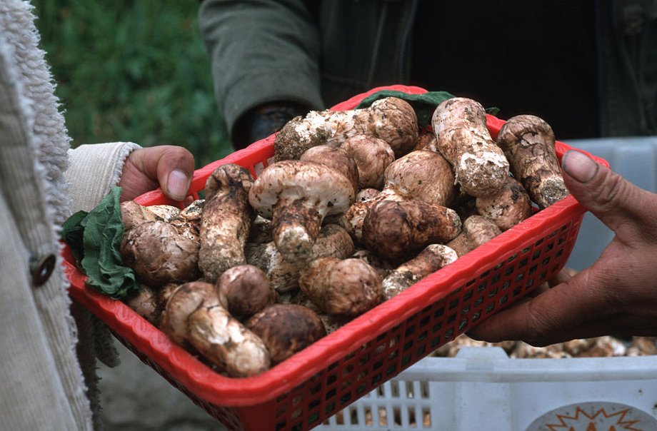 Matsutake