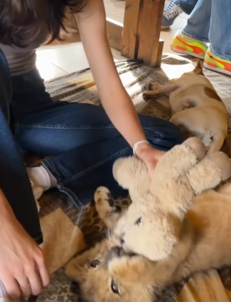 Angelina Topić, objava