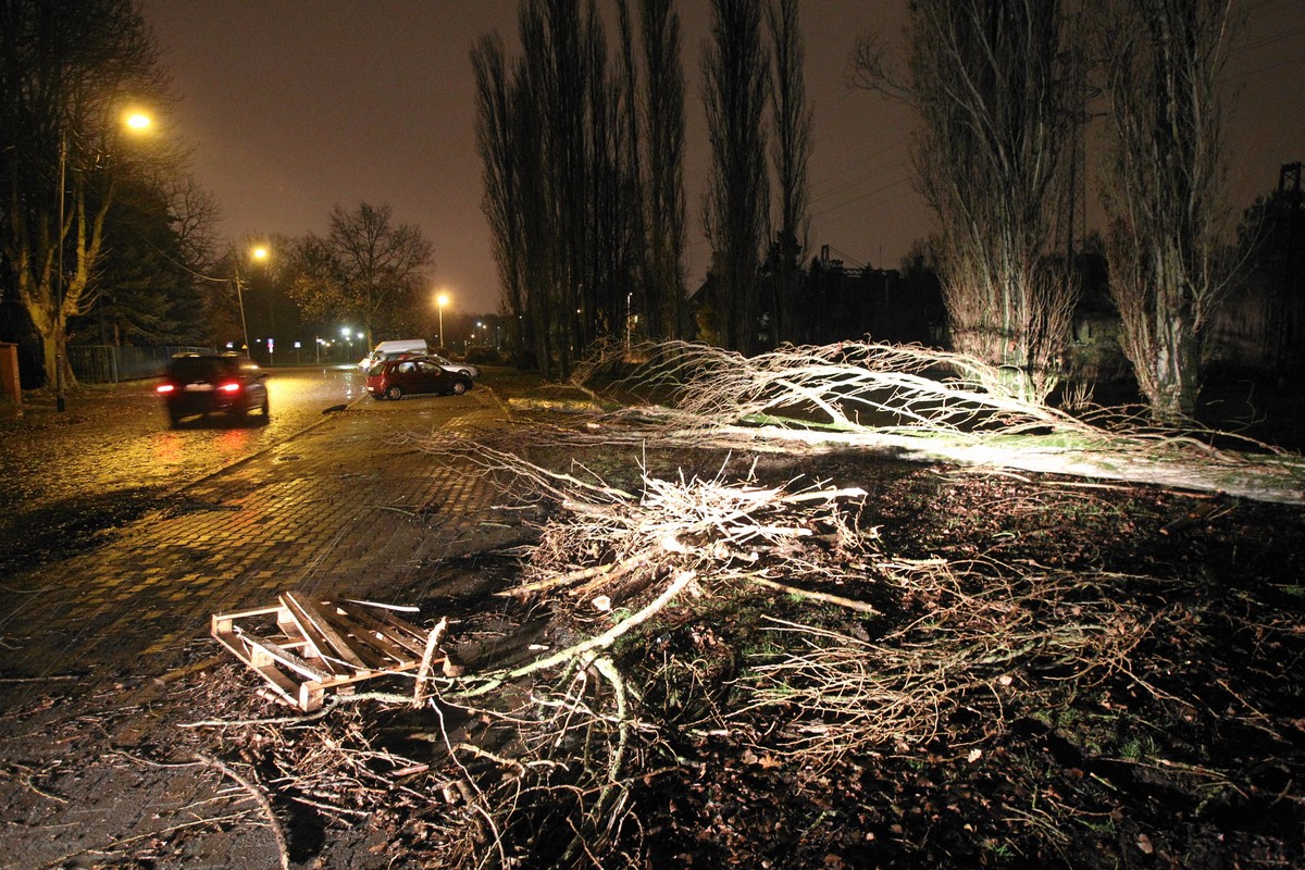 Powalone drzewo w Szczecinie