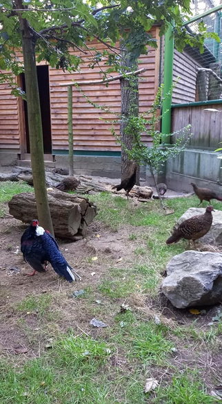 Park Wrocławski - ZOO Lubin - Centrum Edukacji Przyrodniczej