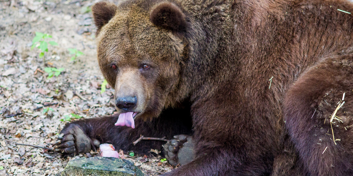 Misie dla ochłody jedzą lody