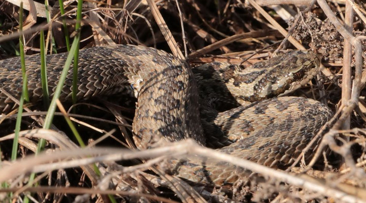 Érzik a tavaszt, előbújtak a viperák /Fotó: Kiskunsági Nemzeti Park