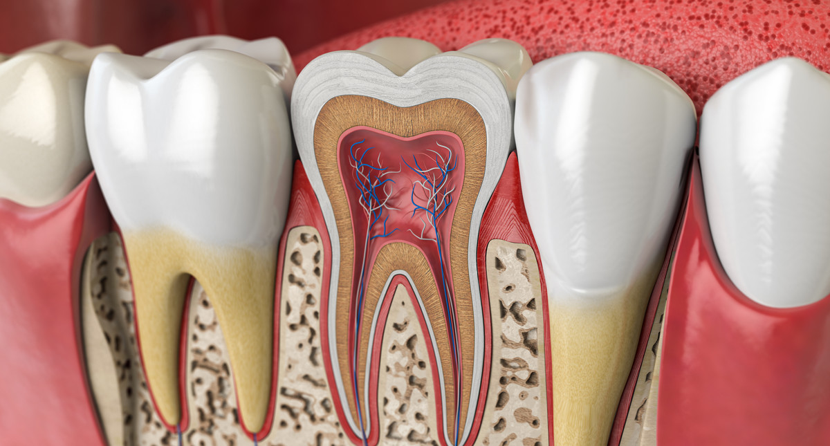 Budowa zęba - jak zbudowany jest ząb? Budowa anatomiczna i histologiczna