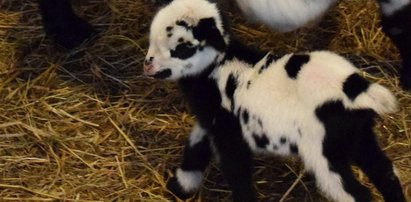 Oto Kreska i Przecinek. Bliźniaki urodziły się w poznańskim zoo