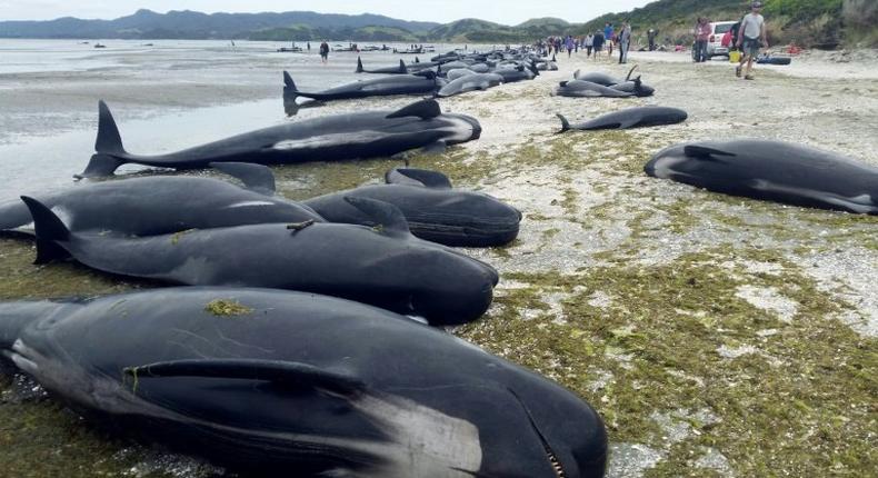 An estimated 666 pilot whales were stranded in two pods at Farewell Spit, on the northern tip of New Zealand's South Island