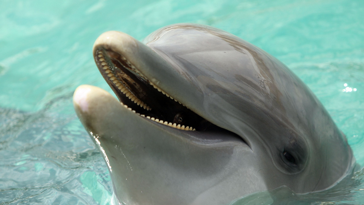 Dwa delfiny Shadow i Chelmers zdechły z powodu przedawkowania substytutu heroiny po imprezie, która odbyła się w szwajcarskim zoo.