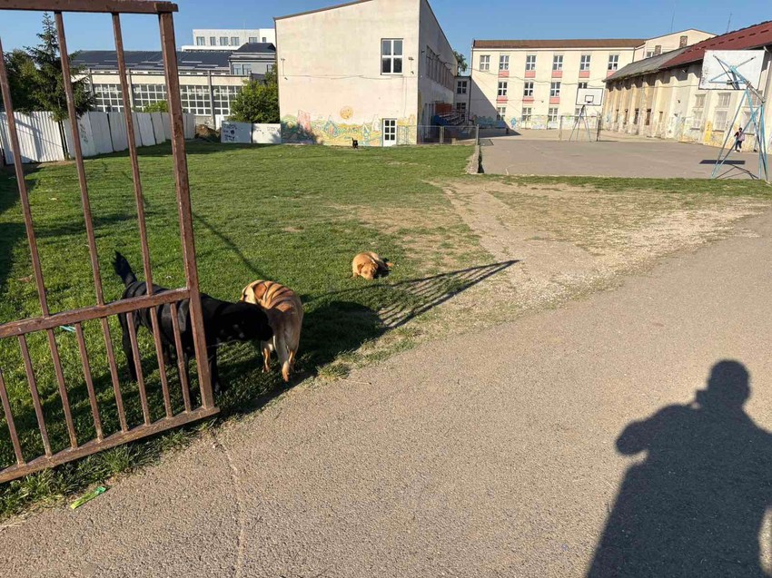 Napušteni psi u OŠ " Momčilo Živojinović
