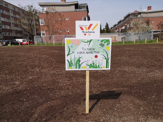 Wrocław: ruszyło wielkie sadzenie łąk kwietnych