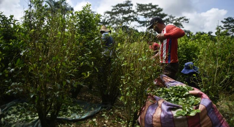 Peasants harvest coca leaves in Vallenato, a rural area of the Tumaco municipality in Colombia's southwest Narino department in 2018