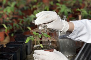 Rośliny a prawa autorskie: Czy GMO można ściągnąć z sieci?