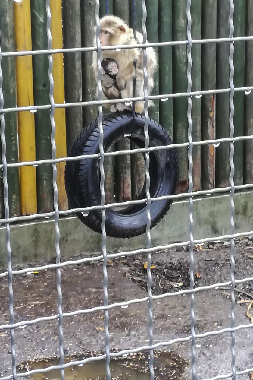 Właściciel nielegalnej  hodowli w Pyszącej ma zarzuty