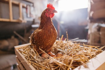 Tojásallergia: ezek a tyúkok jelenthetik rá a megoldást