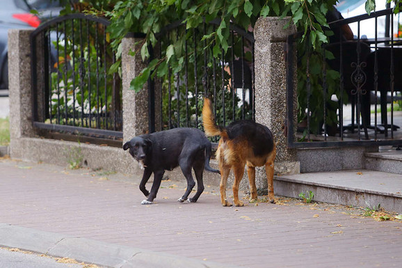 UJEDI PASA IZBILI IZ BUDŽETA 25 MILIONA EVRA! "Sami sebi nanose ujed vilicom uginulog psa": Gradovi po Srbiji plaćaju ogromnu odštetu, a većina napada LAŽIRANA