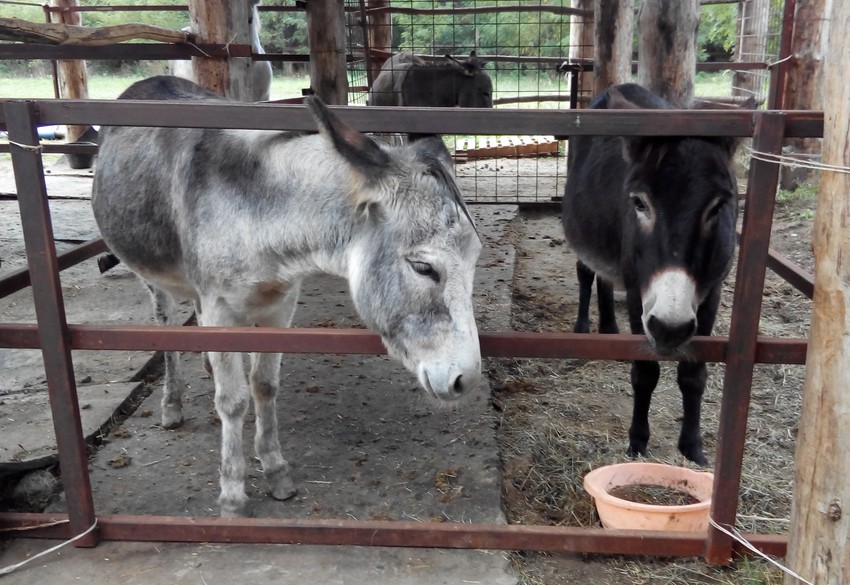 Posebno su privrženi deci 