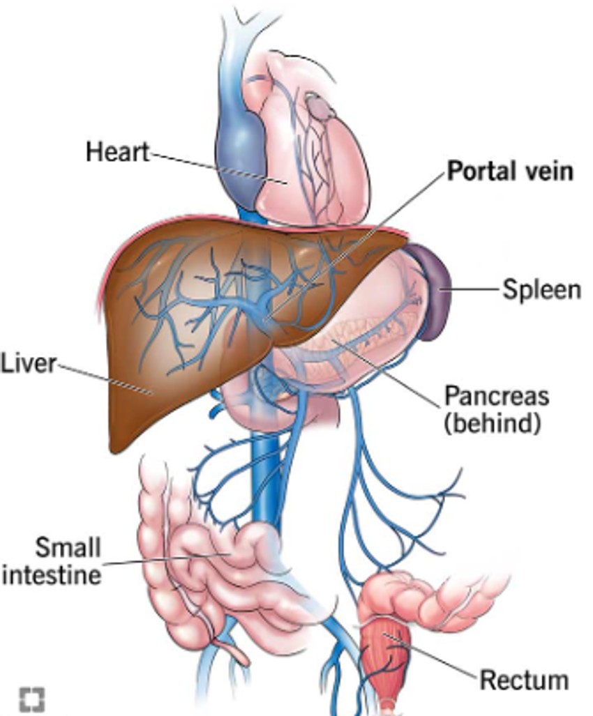 Portalna vena se formira na mestu gde se spajaju gornja mezenterična vena i splenična vena