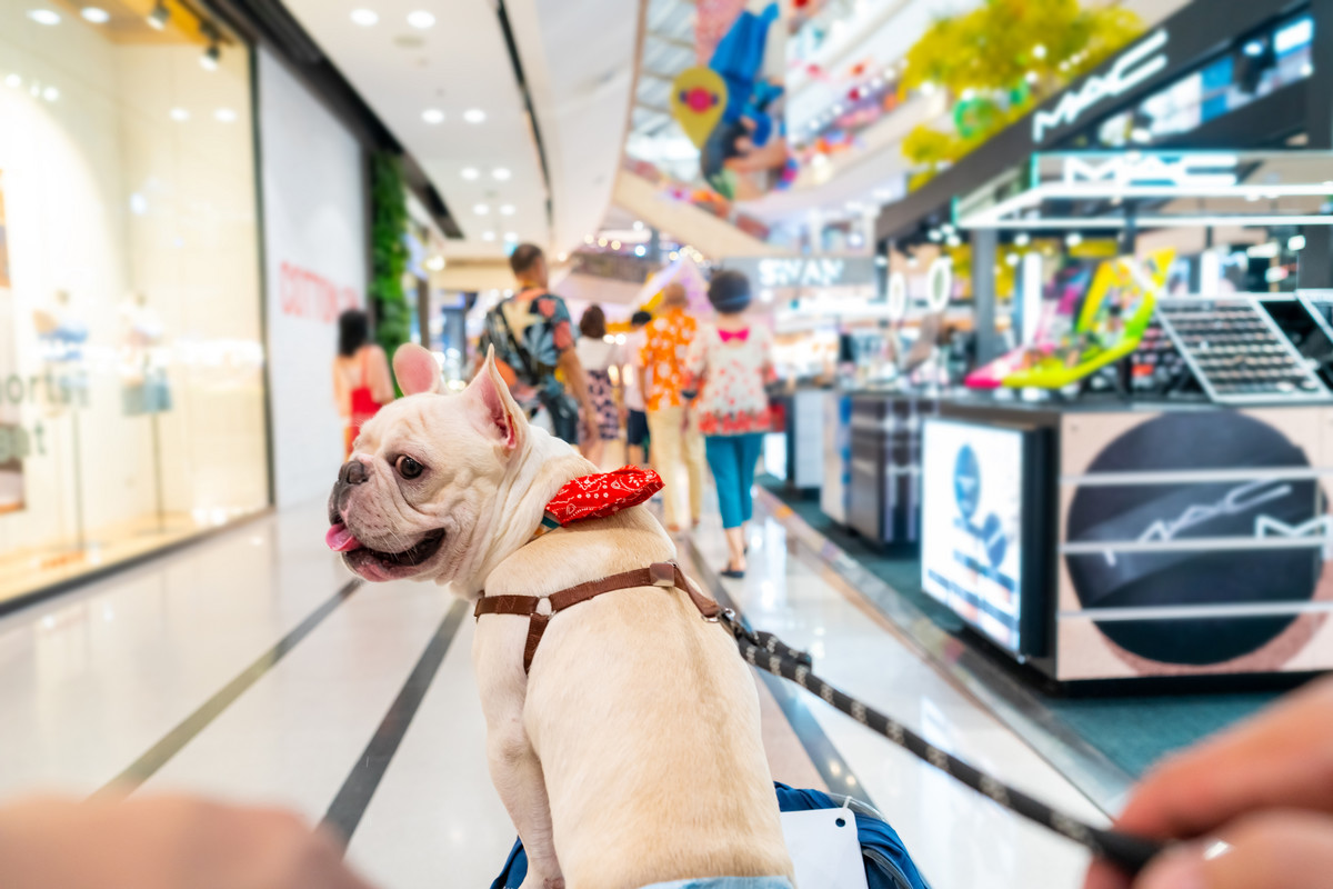 Wózki dla psów w popularnej sieci sklepów. Zakupy z pupilami będą łatwiejsze