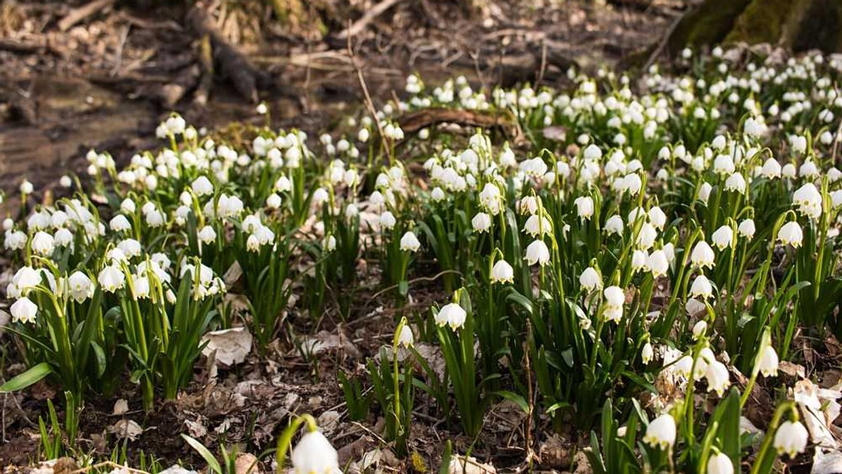 To niewątpliwy zwiastun przyjścia prawdziwej wiosny - w rezerwacie "Śnieżycowy Jar" zakwitły pierwsze śnieżyce. Z uwagi na to, że ostatnio pogoda nie dopisywała, w tym roku pełen rozkwit nastąpi ze sporym opóźnieniem. Ale jest na co czekać - nie ma drugiego piękniejszego miejsca w Wielkopolsce o tej porze roku. - Za kilka dni będziemy świadkami niesamowitego spektaklu - zapowiadają leśnicy.