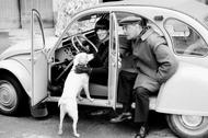 gombrowicz z żoną i psem w samochodzie młodzi