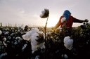 COTTON ECONOMY AGRICULTURE